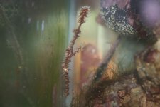 Ghost Pipefish3a.jpg