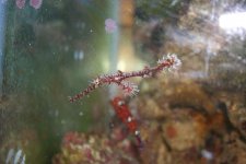 Ghost Pipefish4a.jpg