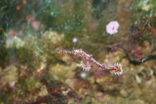 Ghost Pipefish6a.jpg