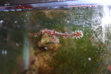 Ghost Pipefish5a.jpg