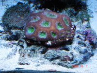 Acan-3.jpg