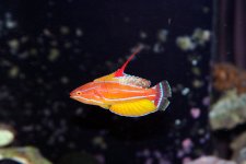 cfwrasse1.jpg