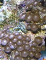 zoas 2 (Small).jpg