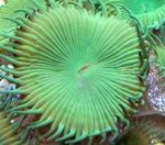 zoas 3 (Small).jpg