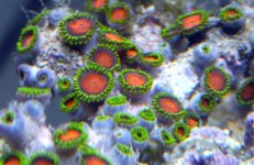 zoas 4 (Small).jpg