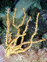 Yellow Gorgonian.jpg