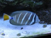 sailfin tang.jpg