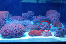 acan.JPG