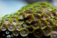 zoas.jpg