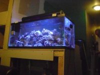 Fish Tank Project 2009 005.jpg