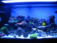 new tank pics 011.jpg