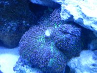 new tank pics 012.jpg