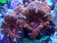 Acan.jpg