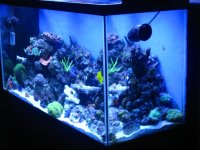 new tank pics 015.jpg