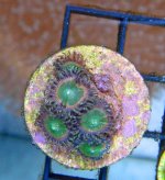 DSC08240zoas.jpg