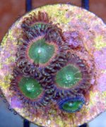 zoas.jpg