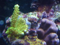 december 2009 slimer and blue corals.JPG