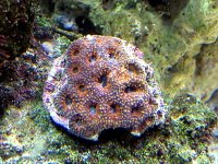 acan 003.jpg