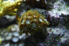 zoa 1.jpg