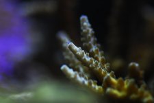 purple polyp.jpg