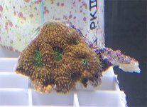 Acan_1.jpg