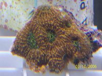 Acan_2.jpg