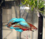 Baseball all star and Betta 086.jpg