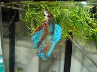 Baseball all star and Betta 088.jpg