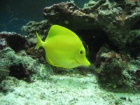 yellow-tang.JPG