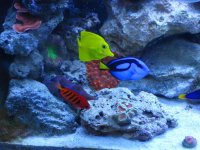 new fish 028.jpg