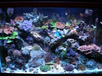 reef tank 1 028.jpg