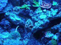 reef tank 1 054.jpg