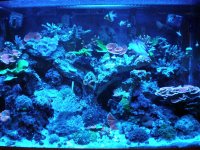 reef tank 1 052.jpg