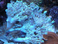 reef tank 1 022.jpg