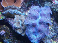 reef tank 1 021.jpg