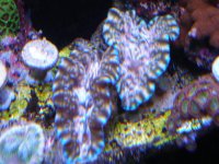 reef tank 1 031.jpg