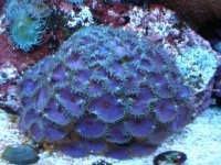 reef tank 1 048.jpg