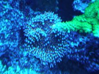 reef tank 1 050.jpg