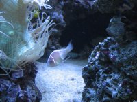 reef fish & sick pink scunk 003.jpg