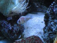 reef fish & sick pink scunk 005.jpg