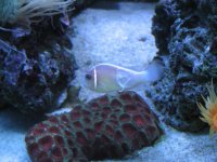 reef fish & sick pink scunk 008.jpg