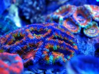 Acan Rainbows Under LED Actinics DSC01102 copy.jpg