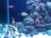 Blochy Anthias 015.jpg