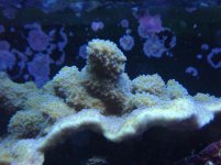 dec 14 2009 blue polyp scrolling montipora.JPG