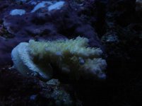 dec 14 2009 dr mac yellow pink polyps.JPG