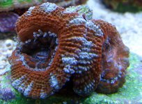 Acan Color-1.jpg