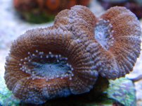 Red & Blue Acan.jpg