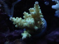 DEC 14 2009 yellow acro.JPG