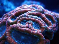 acan 2.jpg