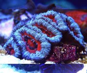 acan2.jpg